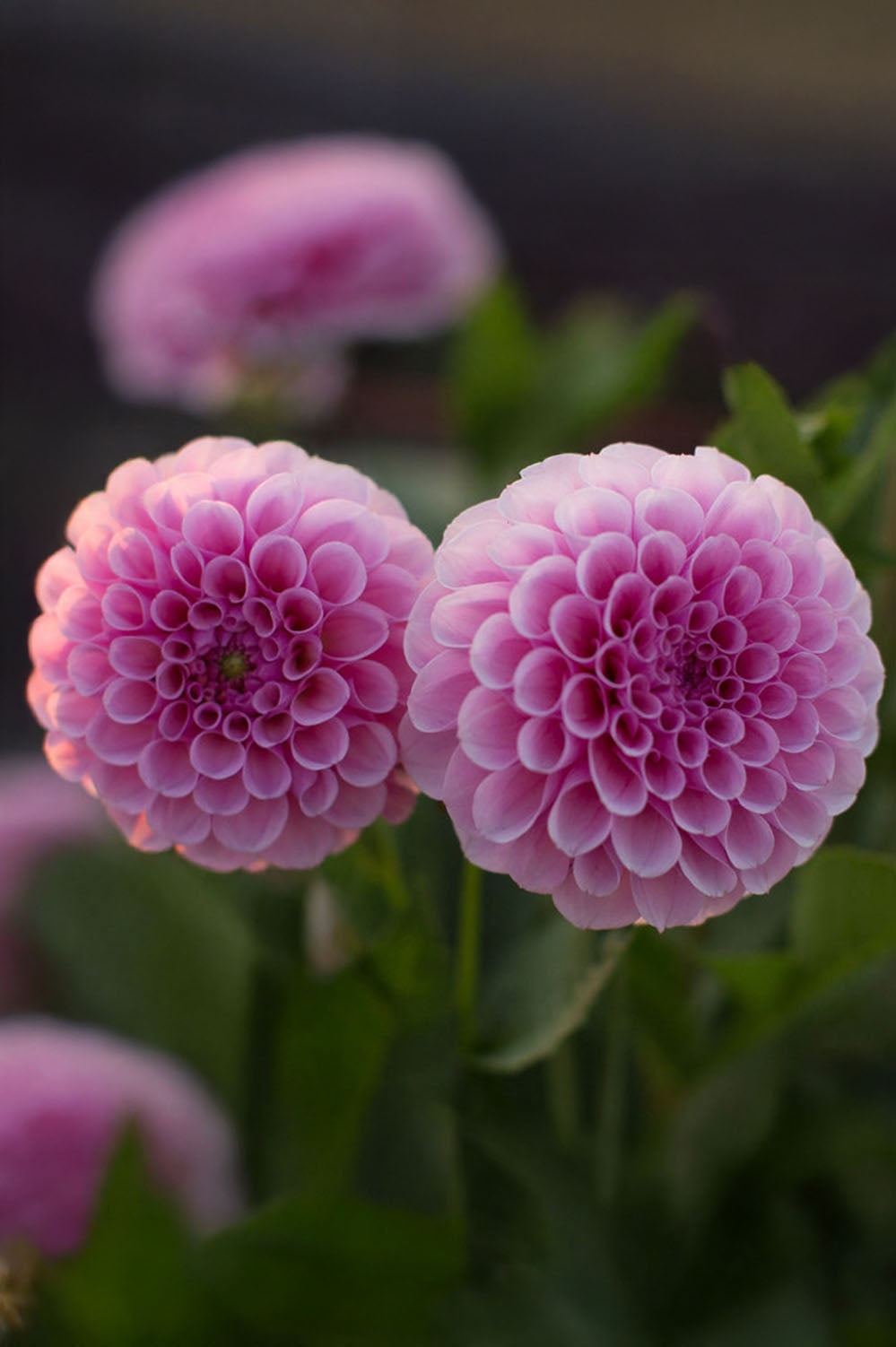 Dahlia Pompon Stolze Von Berlin