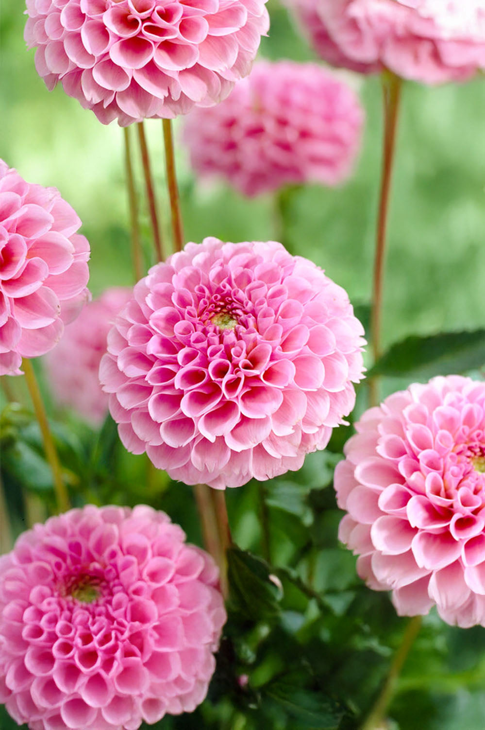 Dahlia Pompon Stolze Von Berlin