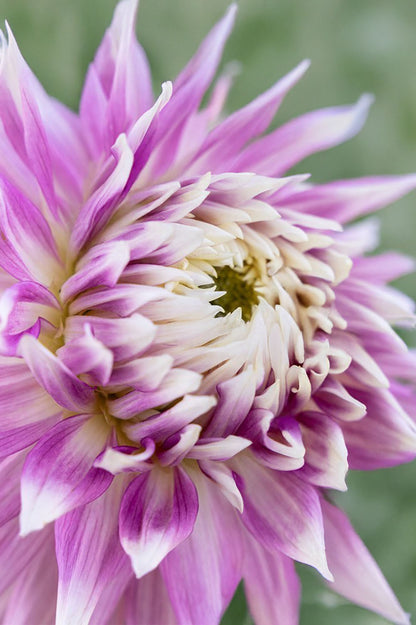 Dahlia Kiev