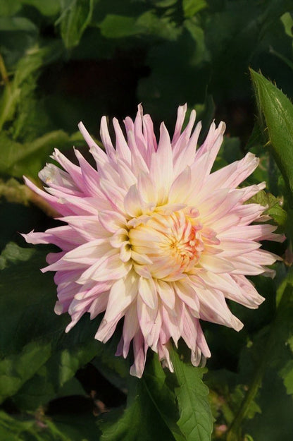 Dahlia Kiev