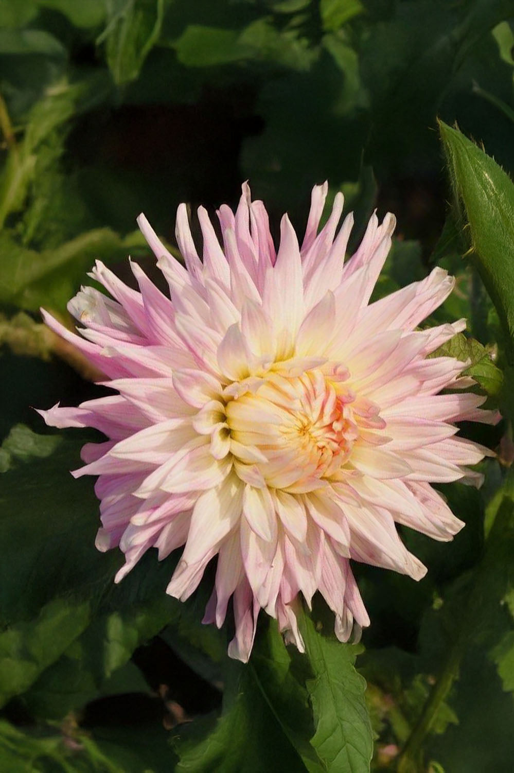 Dahlia Kiev