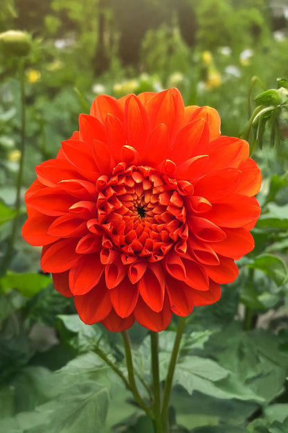 Dahlia Happy Halloween