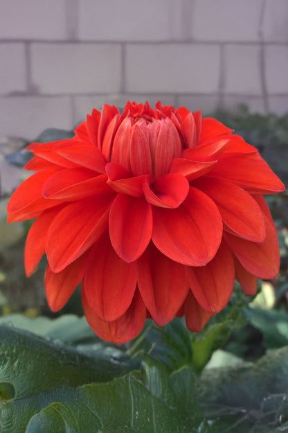 Dahlia Happy Halloween