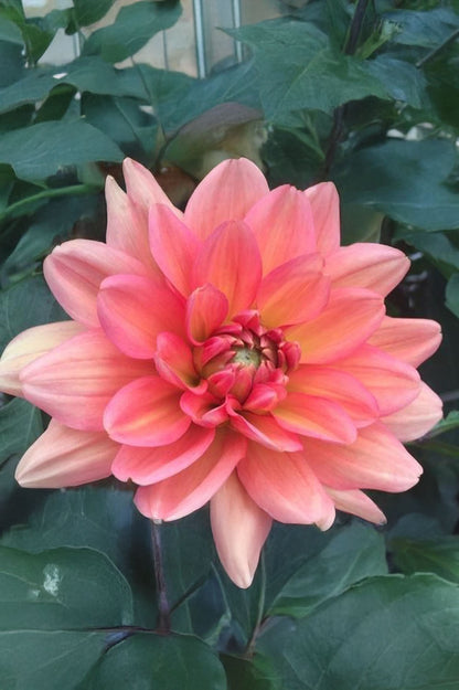 Dahlia Go Go Peach