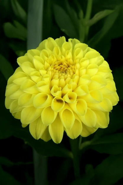 Dahlia Deepest Yellow