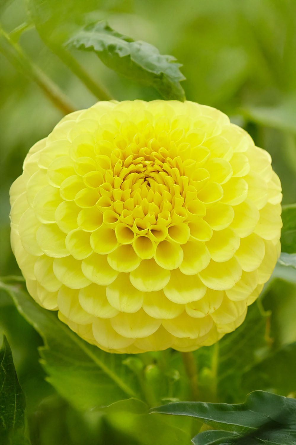 Dahlia Deepest Yellow
