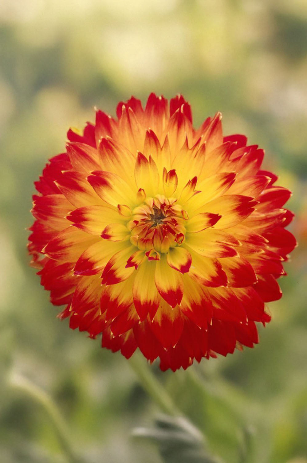 Dahlia Decorative Procyon