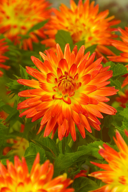 Dahlia Decorative Procyon