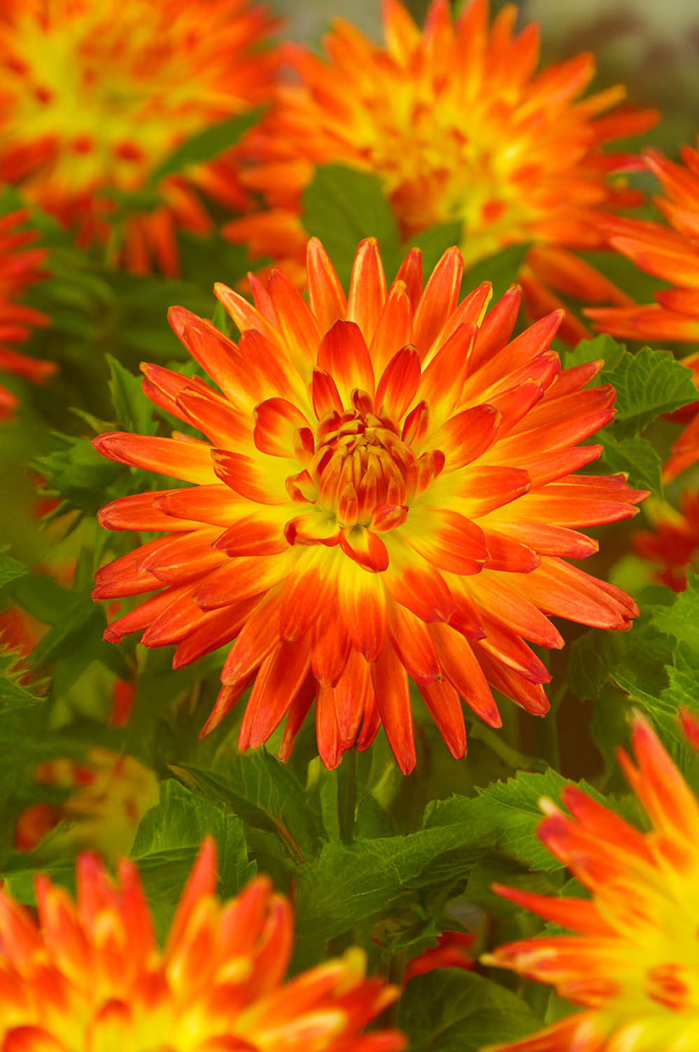Dahlia Decorative Procyon