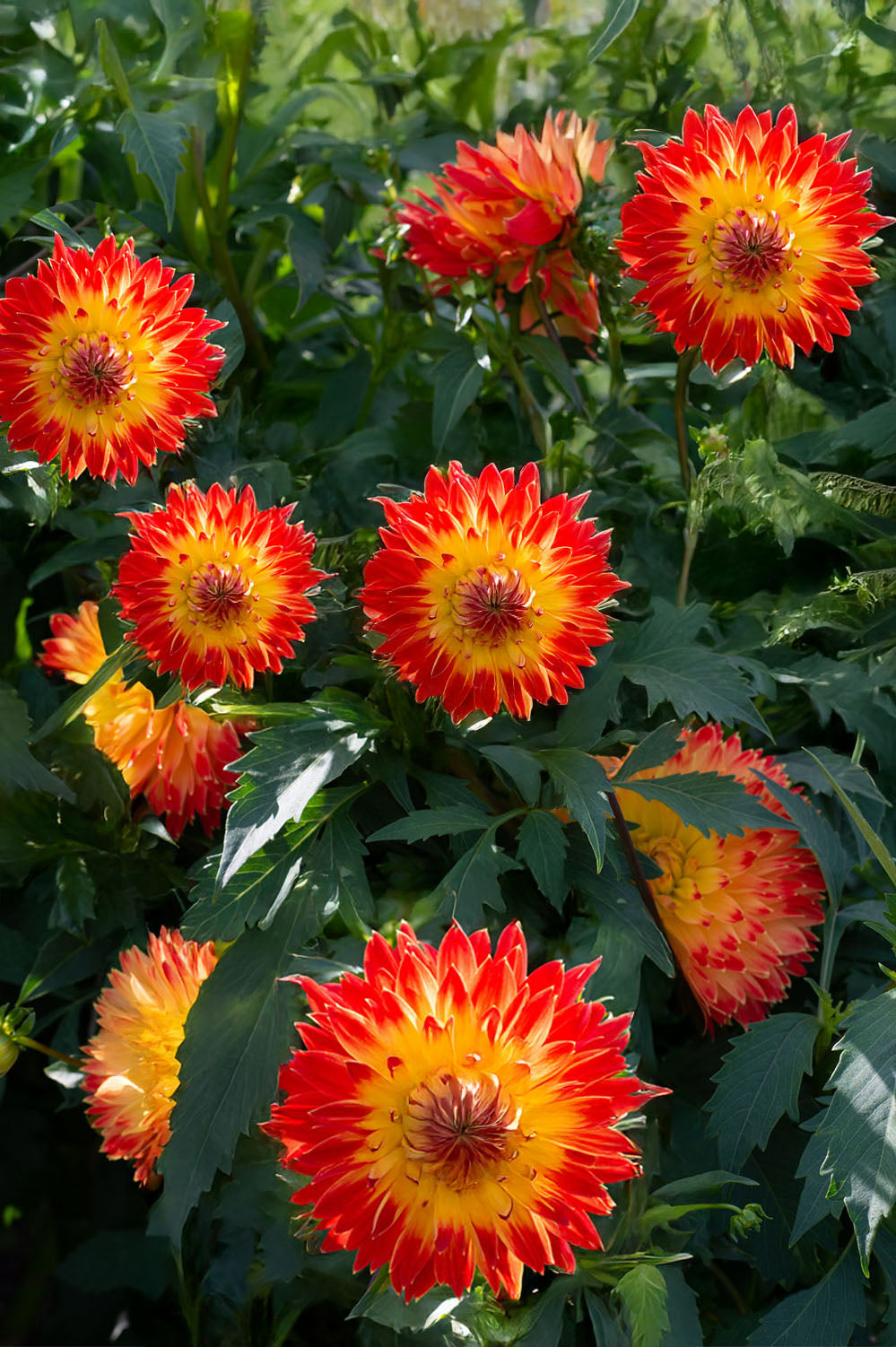 Dahlia Decorative Procyon