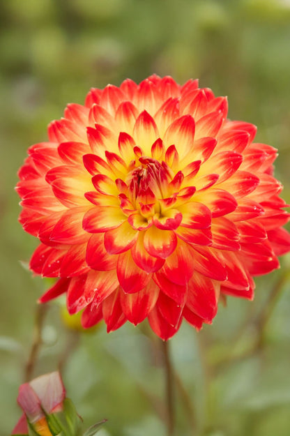Dahlia Decorative Procyon