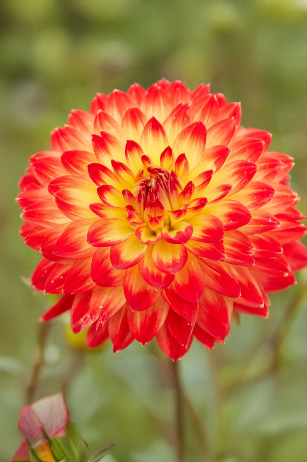 Dahlia Decorative Procyon