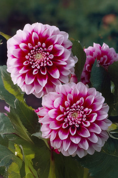 Dahlia Decorative Edinburgh (1 Bulb)