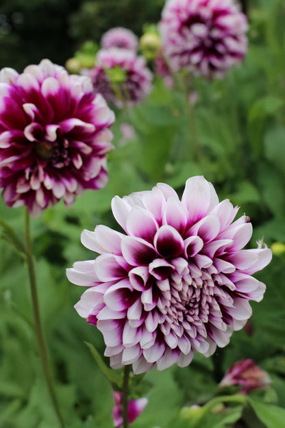 Dahlia Decorative Edinburgh (1 Bulb)