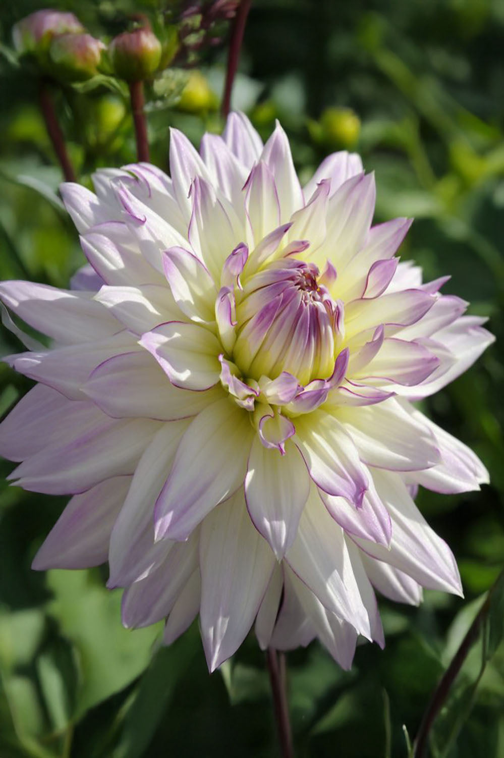 Dahlia Decorative Crazy Love
