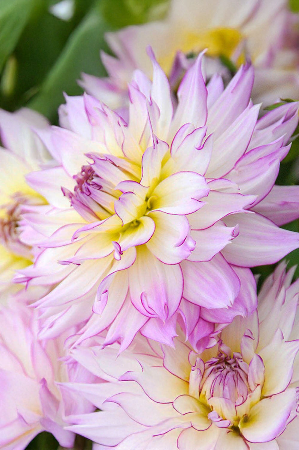 Dahlia Decorative Crazy Love