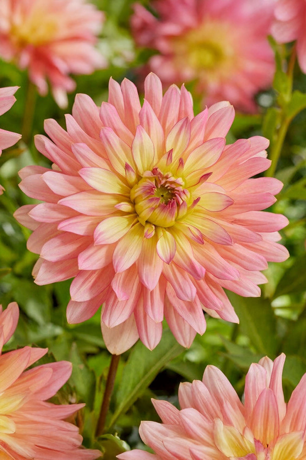 Dahlia Deco Border Extase