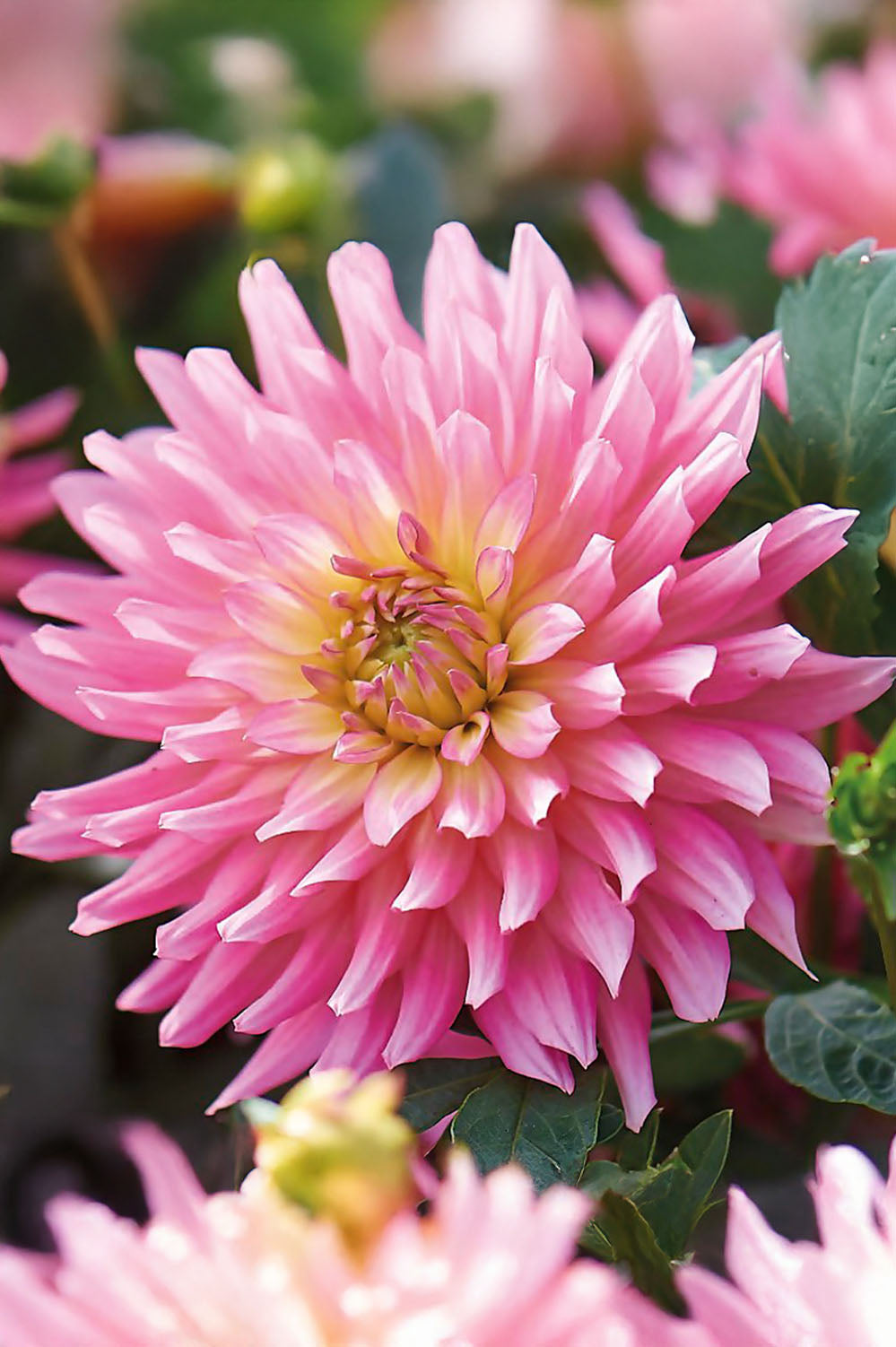 Dahlia Deco Border Extase