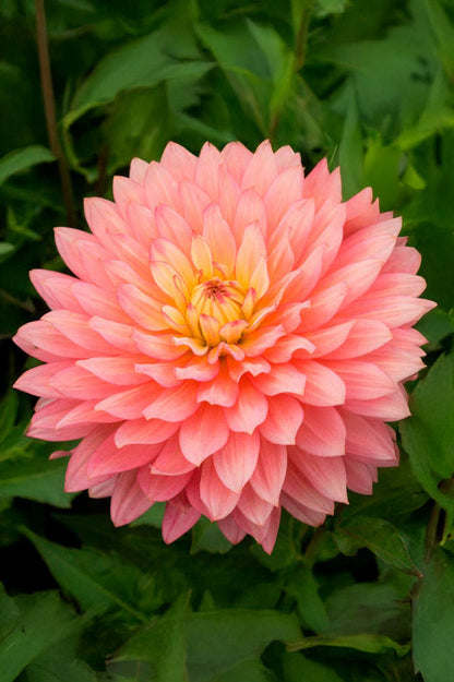 Dahlia Deco Border Extase