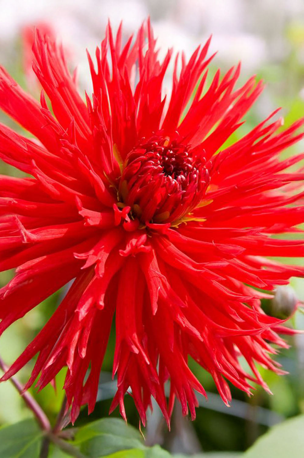 Dahlia Crispa Apache