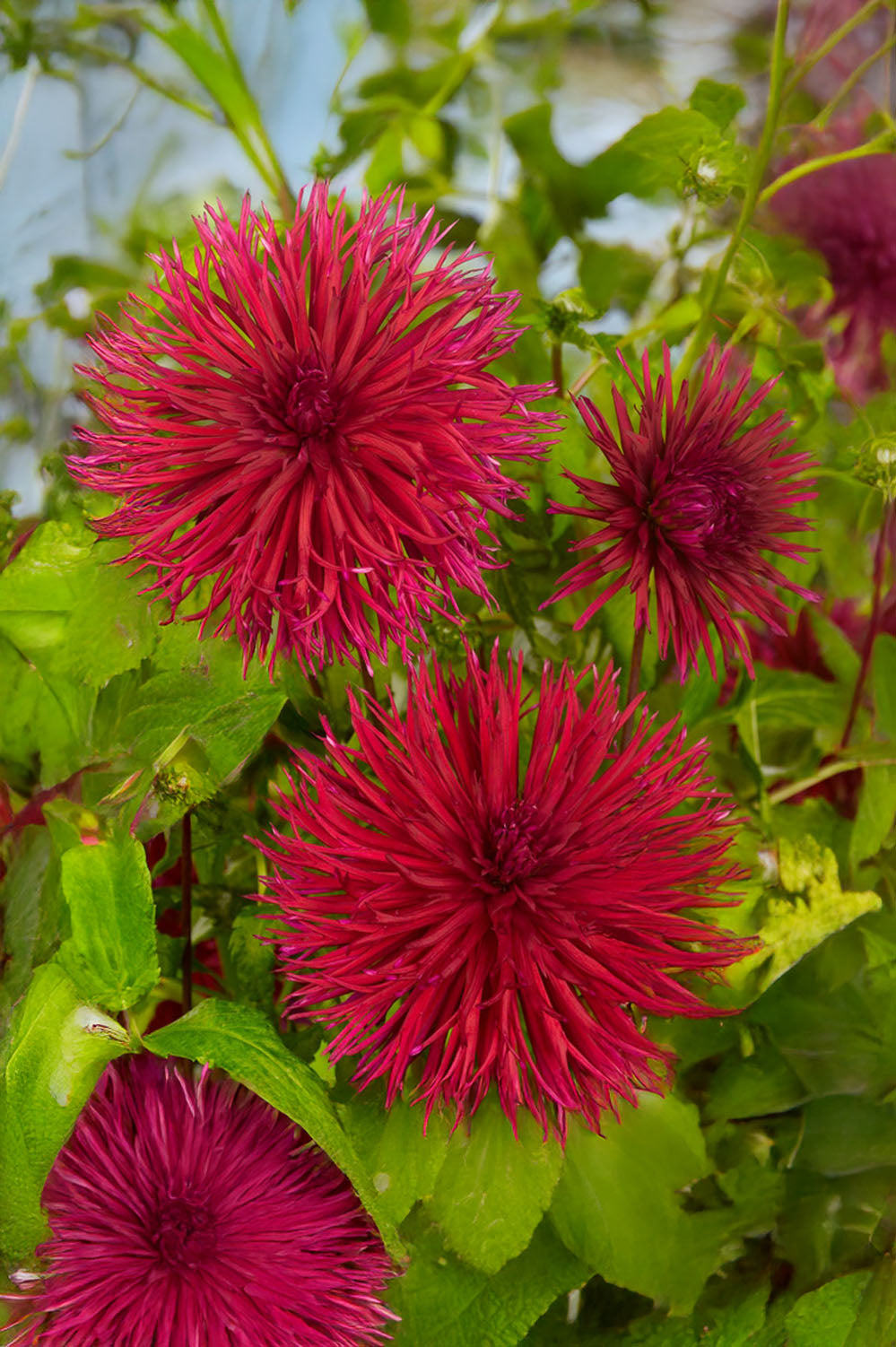 Dahlia Crispa Apache
