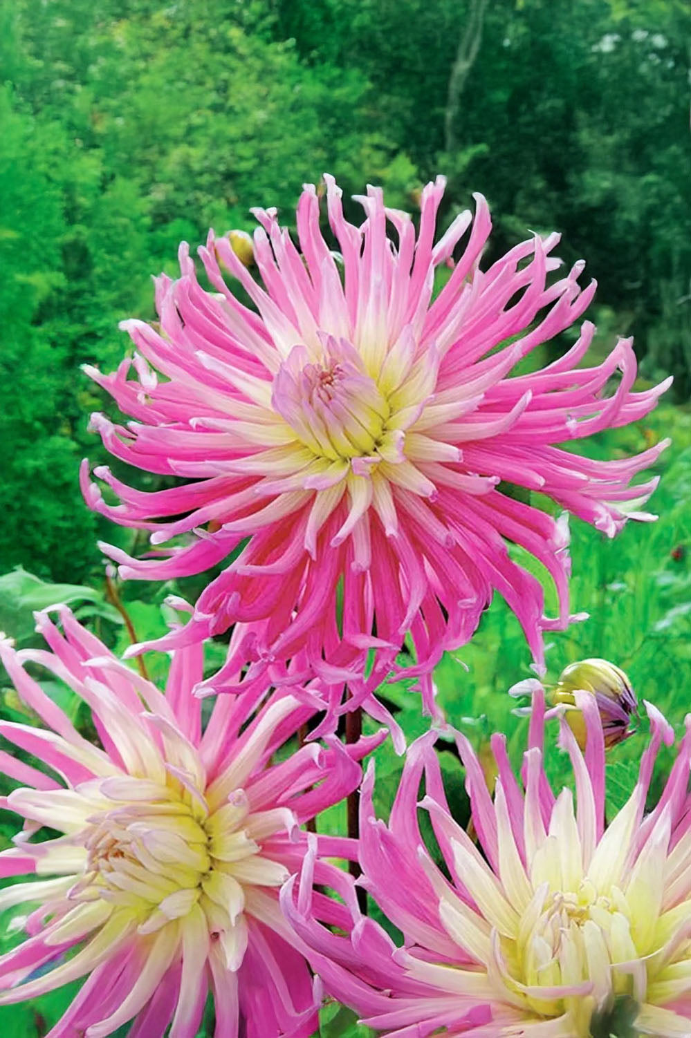 Dahlia Cactus Stars Favourite