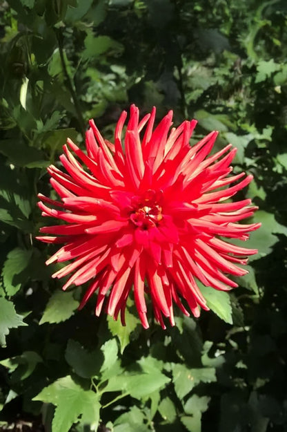 Dahlia Cactus Bergers Record (1 Bulb)