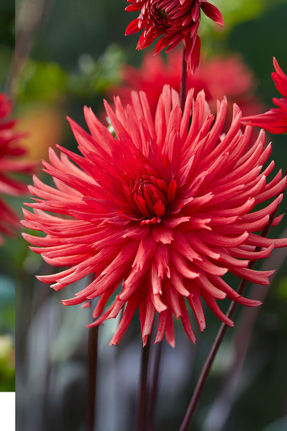 Dahlia Cactus Bergers Record (1 Bulb)
