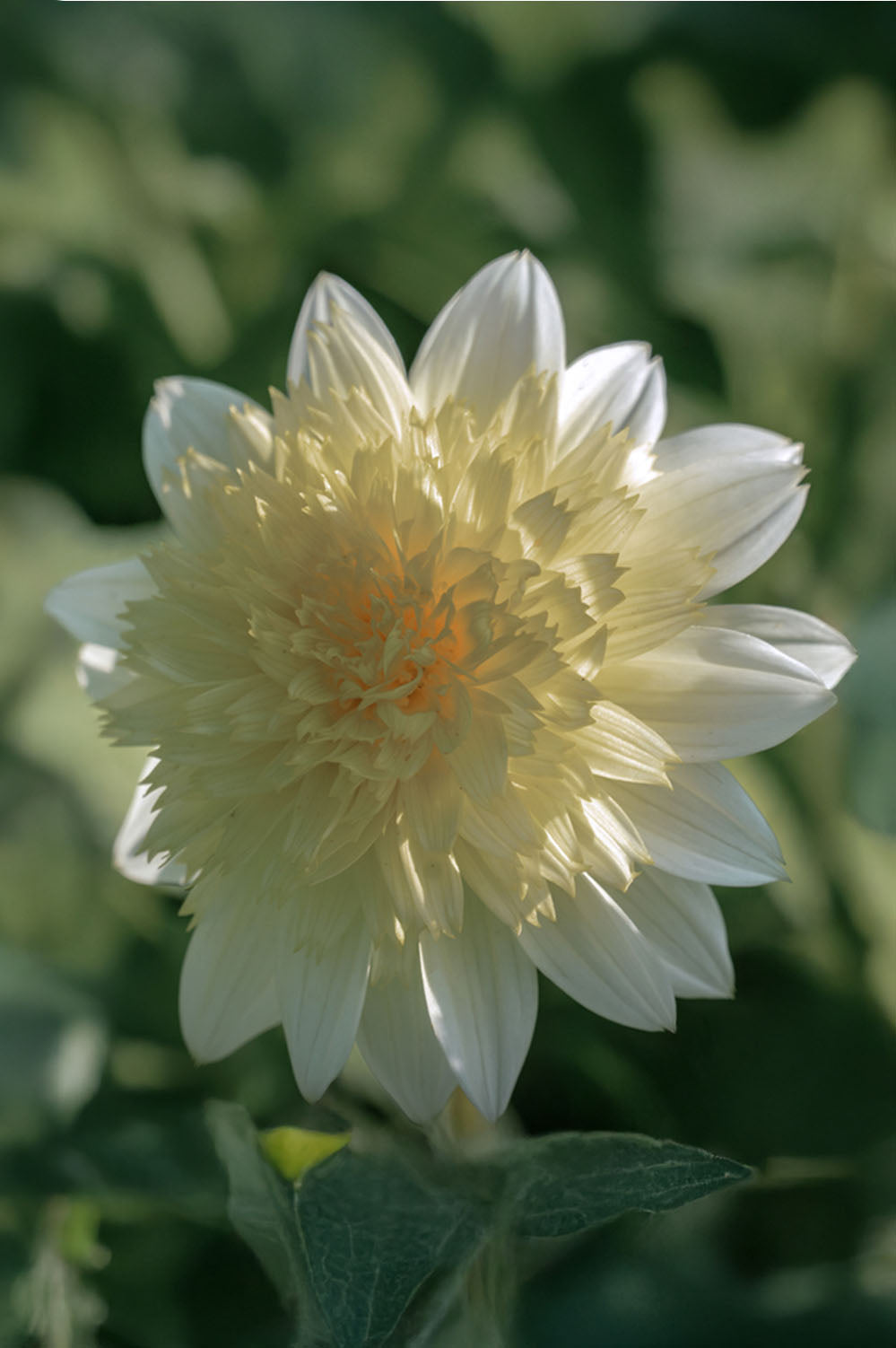 Dahlia Anemone-Flowered Zahra