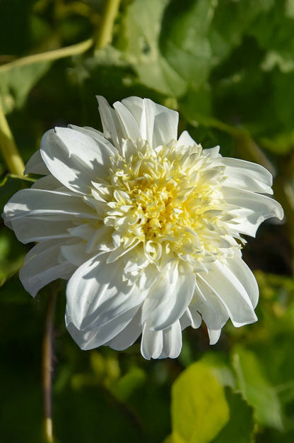 Dahlia Anemone-Flowered Zahra