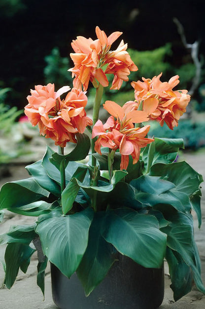 Canna Apricot Frost
