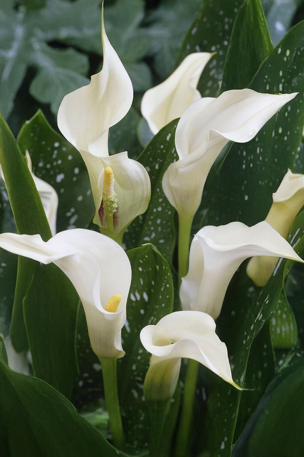 Calla/Zantedeschia Albomaculata