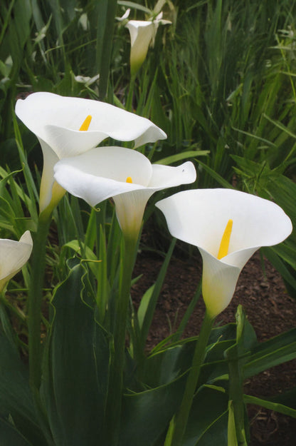 Calla/Zantedeschia Albomaculata