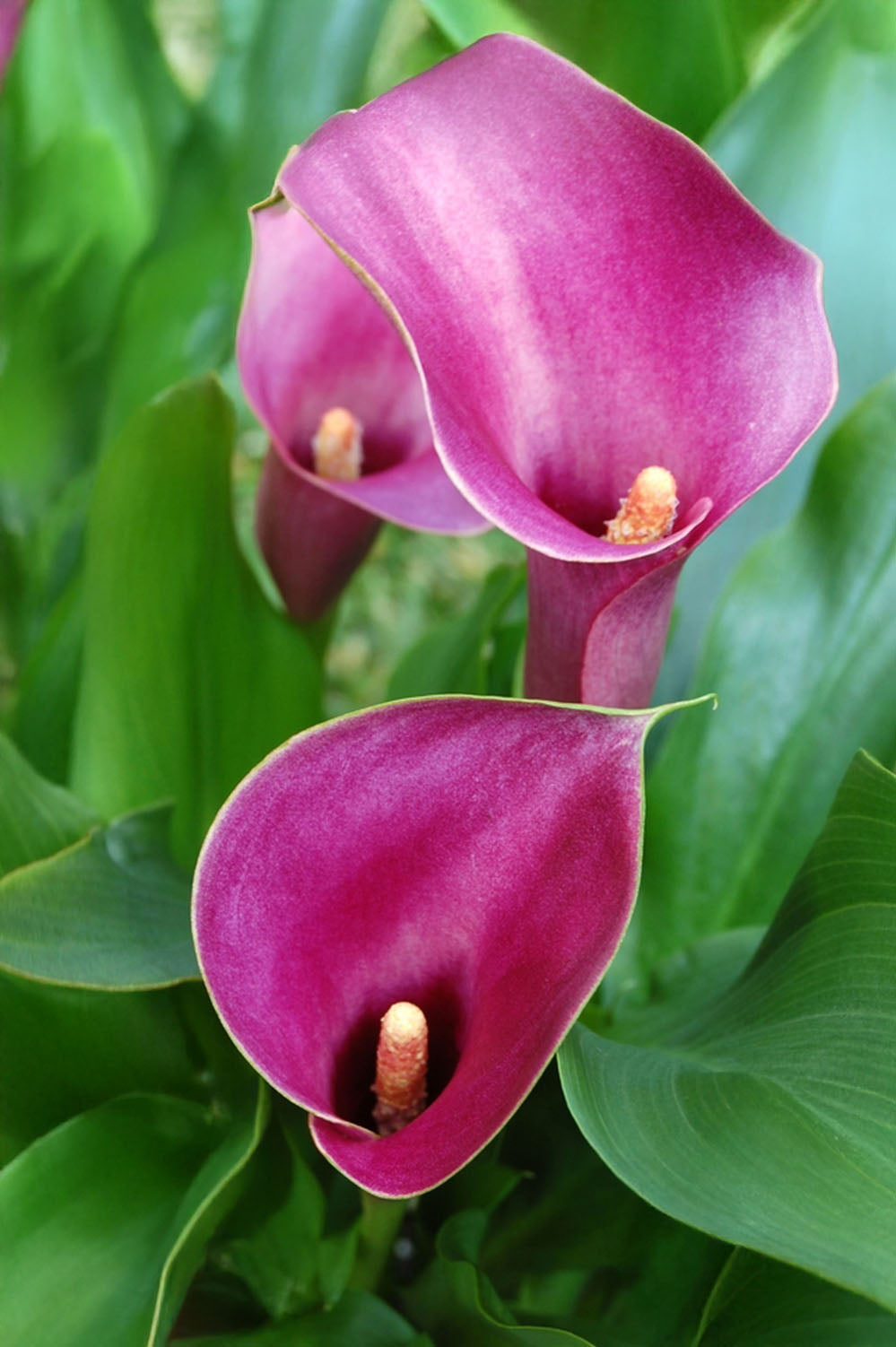Calla Grape Velvet