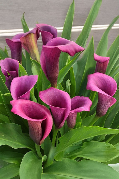 Calla Grape Velvet