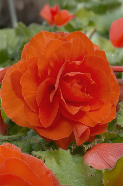 Begonia Pendula Orange