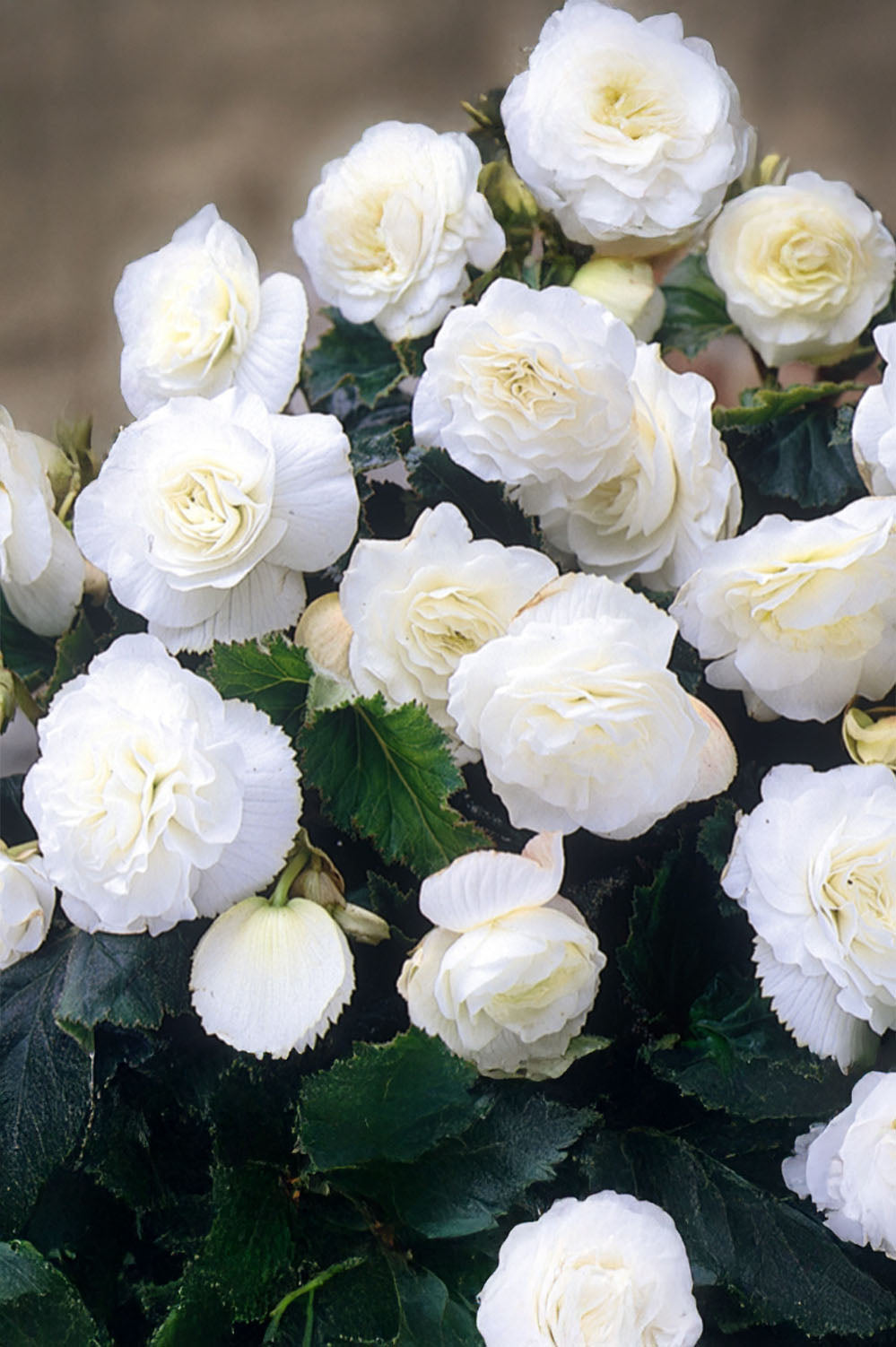 Begonia Non Stop White