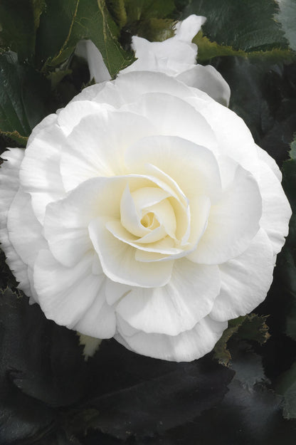 Begonia Non Stop White
