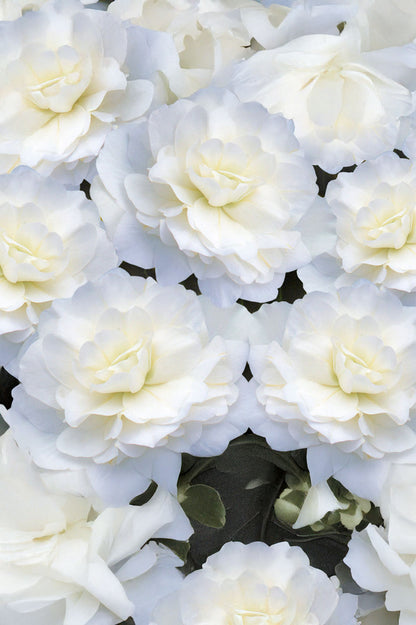 Begonia Non Stop White