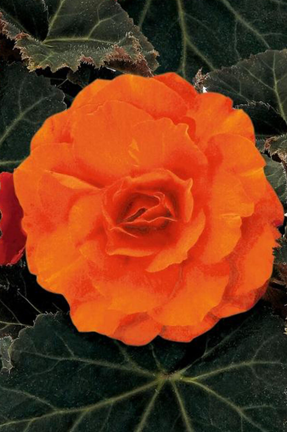 Begonia Non Stop Orange