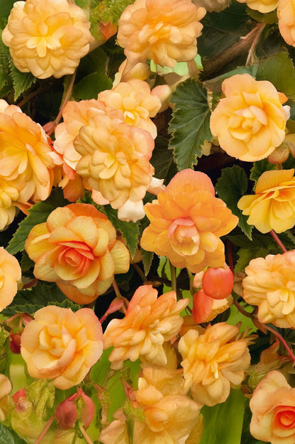 Begonia Illumination Apricot Shades