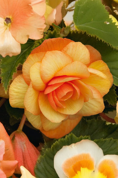Begonia Illumination Apricot Shades