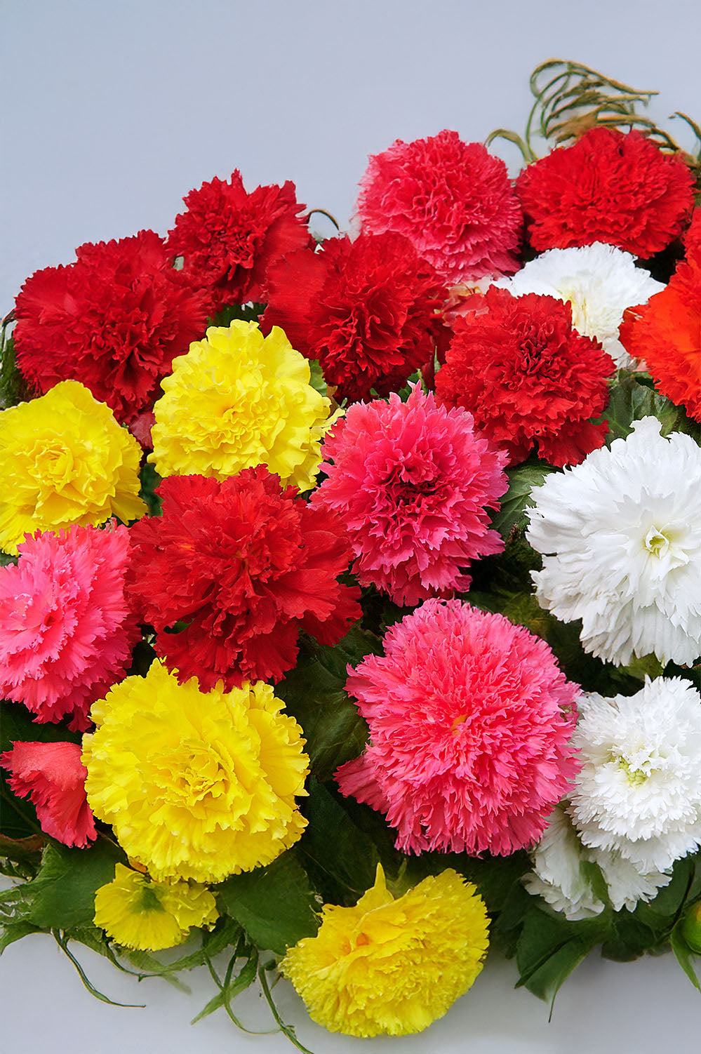 Begonia Fimbriata Mix