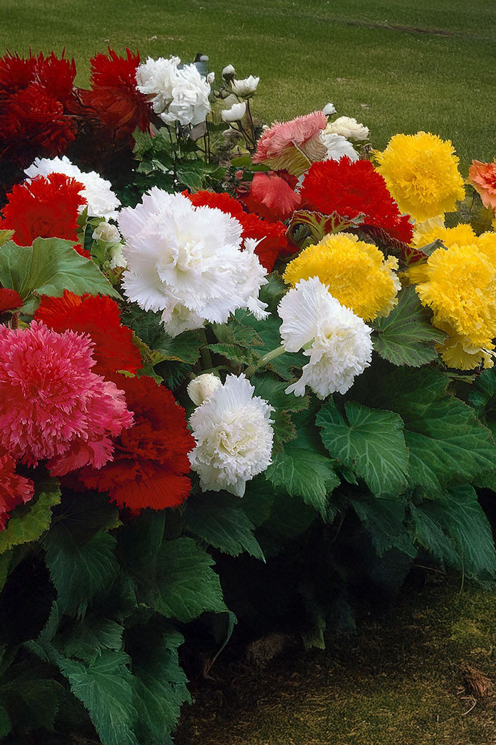 Begonia Fimbriata Mix