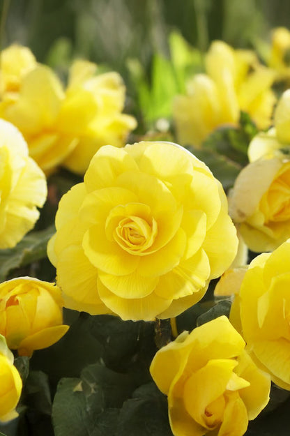 Begonia Double Yellow