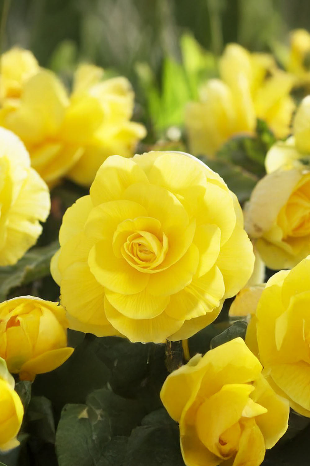 Begonia Double Yellow