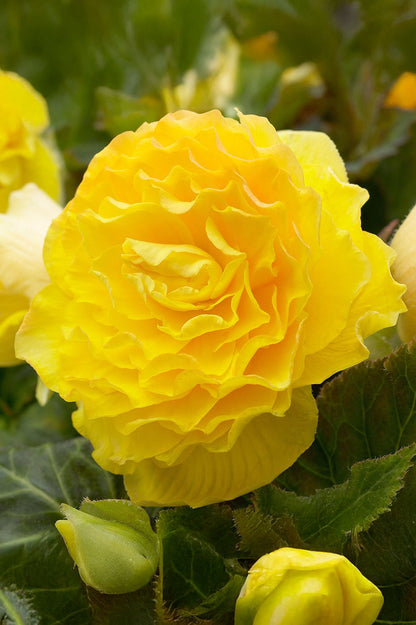 Begonia Double Yellow