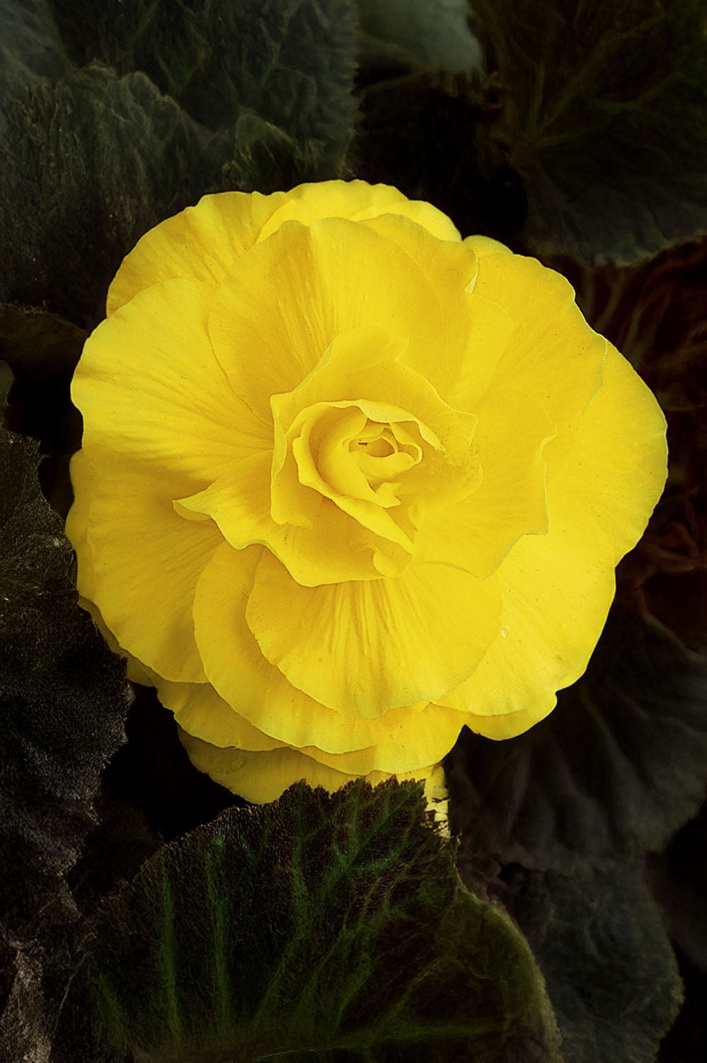 Begonia Double Yellow