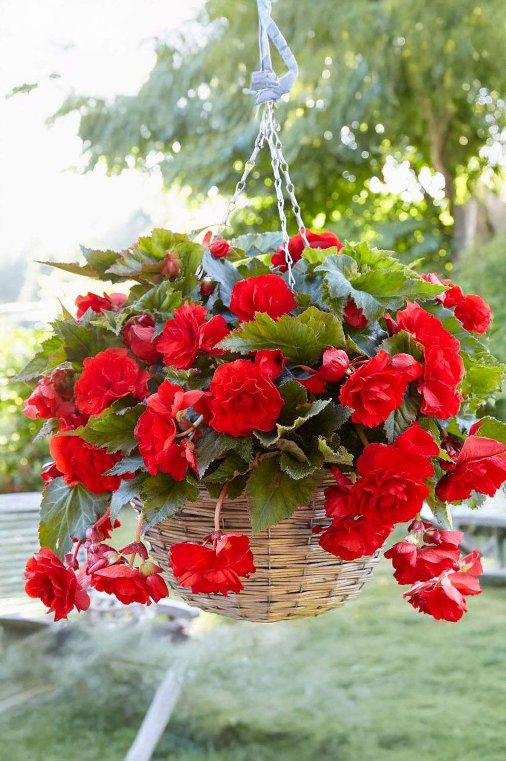 Begonia Double Red