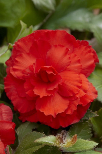 Begonia Double Red